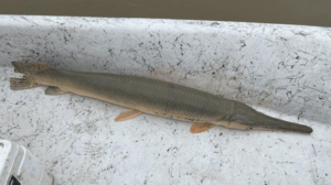 alligator-gar-longnose-gar-hybrid-m.png