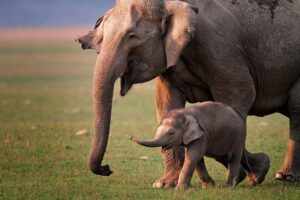 asian-elephant-mother-and-calf-m.jpg