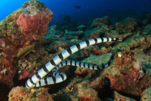 banded-sea-krait-m.jpg