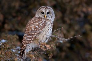 barred-owl-m.jpg