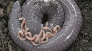 caecilian-m.png