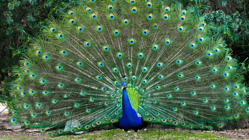 can-peacocks-fly-m-1.png