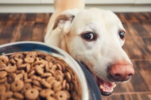 dog-with-food-m.jpg