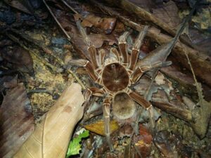 goliath-birdeater-m.jpg