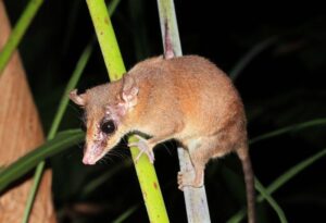 gray-four-eyed-opossum-philander-opossum-m.jpg