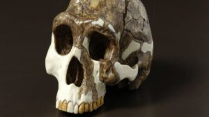 homo-erectus-1.jpg