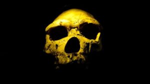 homo-erectus-skull-m.jpg