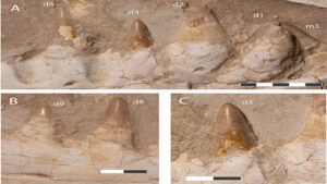 khinjaria-acuta-teeth-l-1.jpg