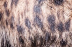 neanderthal-hyena-fur-m.jpg