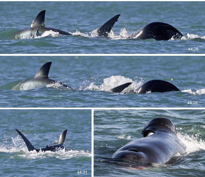 Orca di dritta caccia lo squalo bianco grande