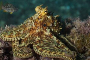 photograph-of-a-two-spot-octopus-m.jpg