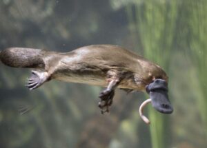 platypus-m.jpg