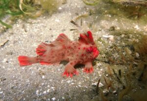 red-handfish-m.jpg