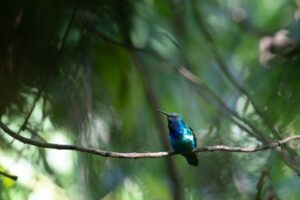 santa-marta-sabrewing-m.jpg