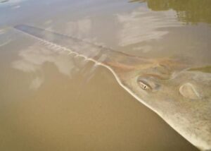 sawfish-m.jpg