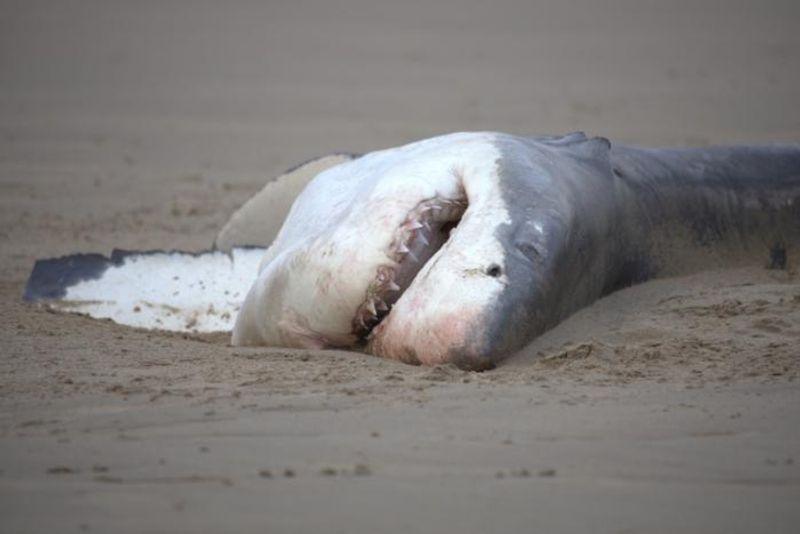 shark-carcass-m.jpg