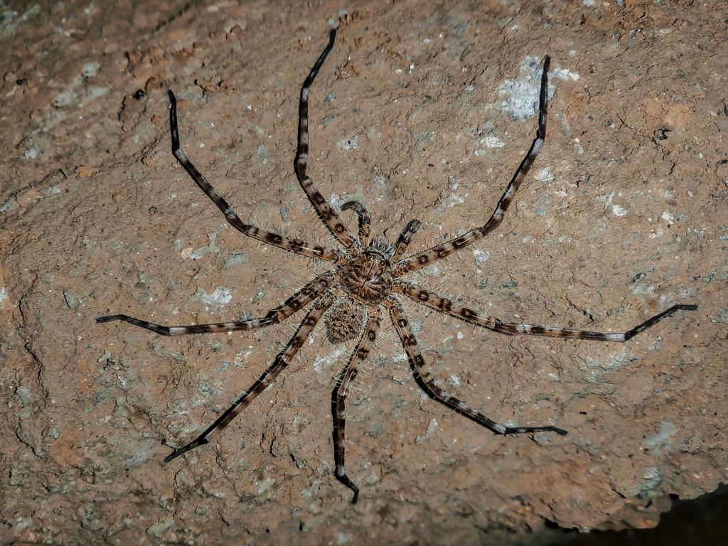 Ragno cacciatore gigante su superficie ruvida