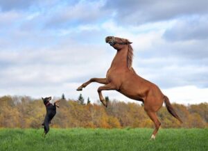 small-black-dog-left-and-brown-horse-right-both-rearing-on-a-grassy-field-m.jpg