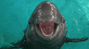 smiling-porpoise-m.png