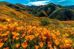 superbloom-at-lake-elsinore-2019-m.jpg