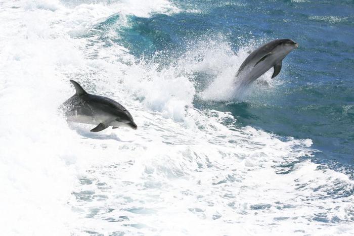 Due delfini naso bottiglia che saltano fuori dalle onde spumose