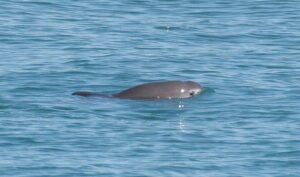 Foto di una vaquita