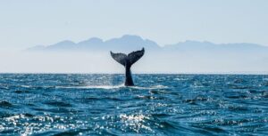 Paesaggio marino con coda di balena. La coda della balena megattera (Megaptera novaeangliae) gocciolante d'acqua nella False Bay al largo della costa dell'Africa meridionale.