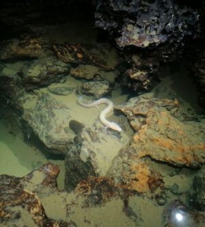 white-olm-in-an-underwater-cave-m.jpg