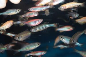 zebrafish-school-m.jpg