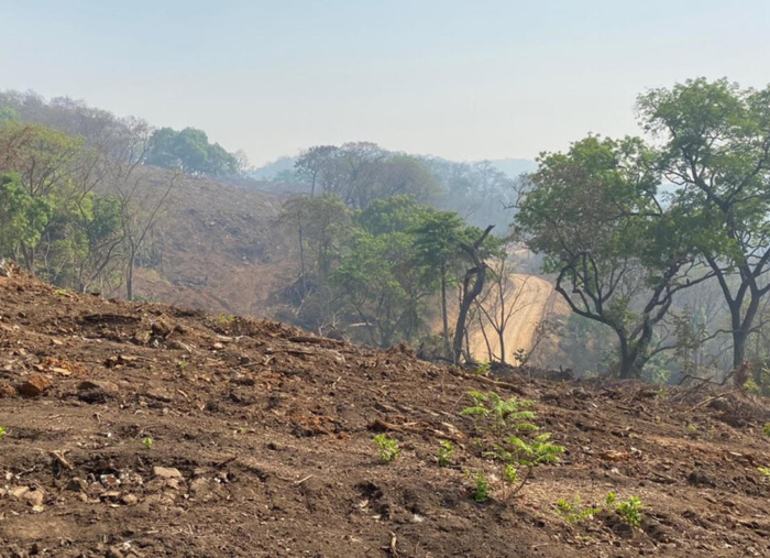 Habitat dello scimpanzé sgomberato per una ferrovia per trasportare il minerale di ferro in un porto in Guinea.