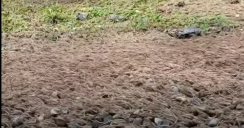 Un “fiume” di millepiedi avvistato a Taiwan. Il video