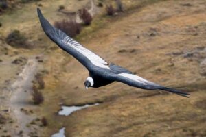 andean-condor-m.jpg