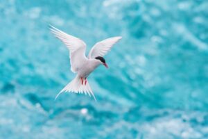 L'Arctic Tern, Sterna paradisaea sta planando e cercando il pesce, sullo sfondo ci sono pezzi di ghiacciaio blu, presso il famoso lago glaciale Jökulsárlón in Islanda