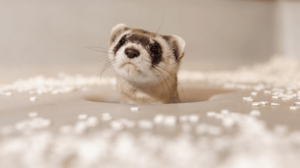 black-footed-ferret-clone-m.png