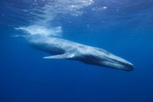 blue-whale-m.jpg