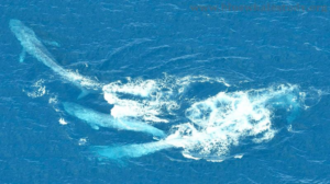 blue-whale-racing-group-m.png