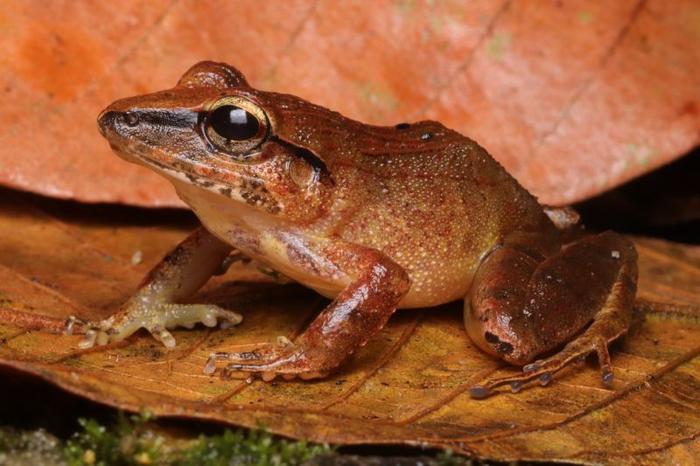 Foto ravvicinata di un rospo ladro di argilla (Haddadus binotatus) seduto su una foglia.