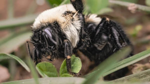 Piccola ape nera e bianca a terra con foglie verdi e una zampa sollevata.