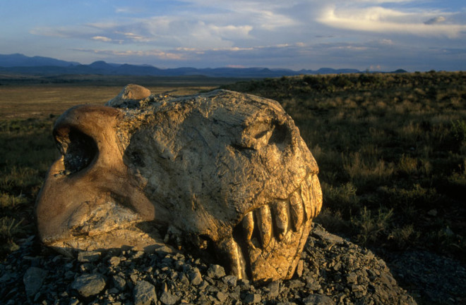 dino_skull-1.jpg