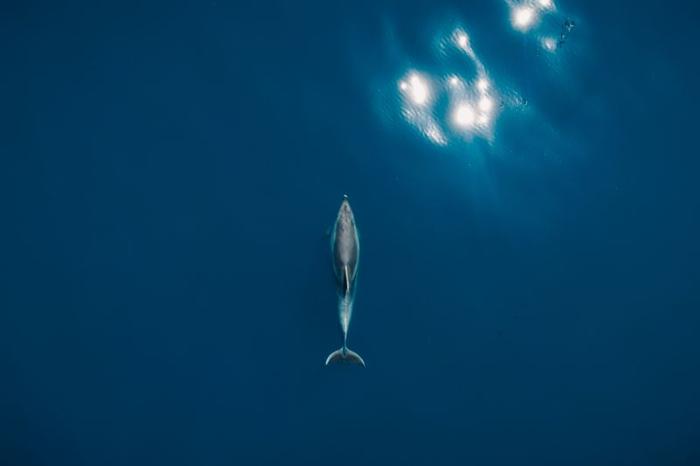 dolphin-from-above-m-1.jpg