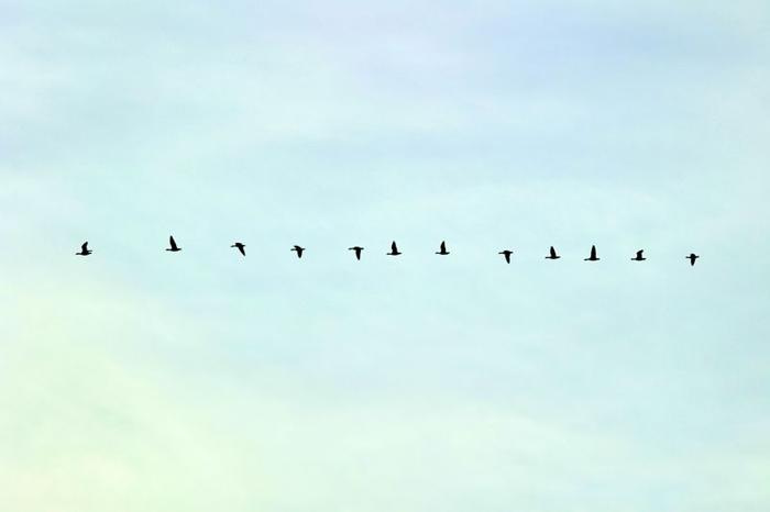 fila di uccelli che volano attraverso un cielo azzurro pallido