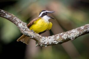 Grande kiskadee con la bocca aperta, seduto su un ramo