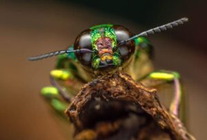 green-insect-perched-on-a-branch-m.jpg