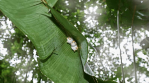 honduran-white-bats-tent-m.png