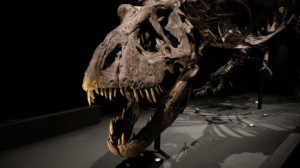 uno scheletro fossile di t-rex in mostra