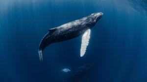 humpback-whale-m.png