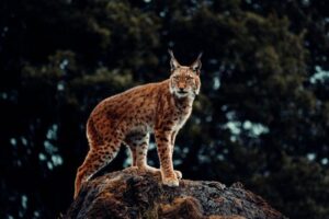 Un lince eurasiatico si erge su una roccia. Il suo corpo è di profilo, rivolto verso destra e la testa è girata verso la fotocamera. Ci sono alberi sfocati sullo sfondo.