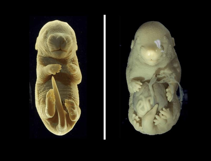 mouse-embryo-with-six-legs-and-no-genitals-m-1.png