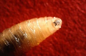 new-world-screwworm-m.jpg