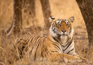 photograph-of-bengal-tiger-riddhi-laying-down-in-brown-grass-among-trees-paws-out-in-front-of-her-looking-calm-m.jpg